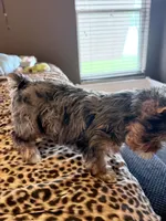 GIZMO, a male Yorkshire Terrier for sale in North Port, FL – 10 of 10