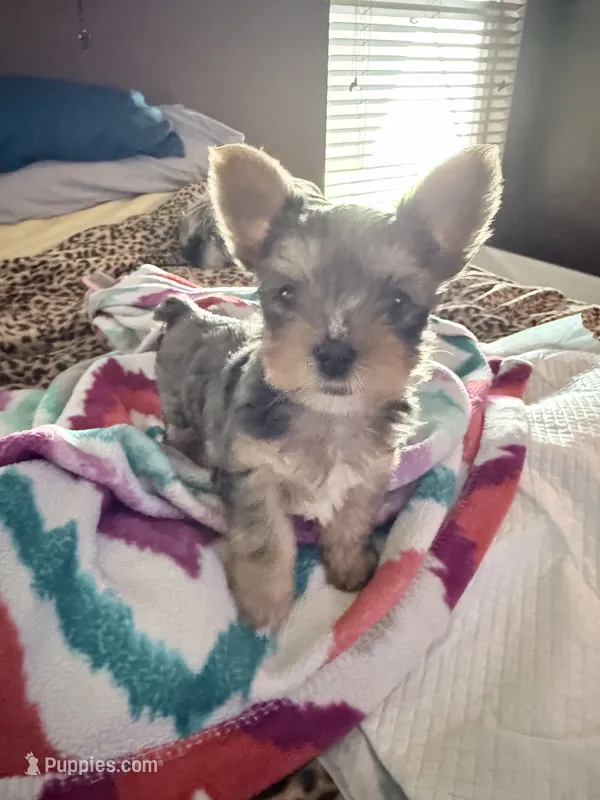 LEO – Yorkshire Terrier puppy for sale in North Port, FL