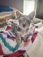 LEO, a male Yorkshire Terrier for sale in North Port, FL – 1 of 3