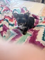 BANDIT, a male Yorkshire Terrier for sale in North Port, FL – 4 of 4