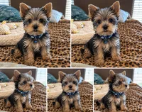 GIZMO, a male Yorkshire Terrier for sale in North Port, FL – 3 of 10