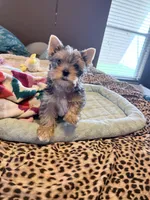 GIZMO, a male Yorkshire Terrier for sale in North Port, FL – 4 of 10