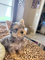 GIZMO, a male Yorkshire Terrier for sale in North Port, FL – 5 of 10