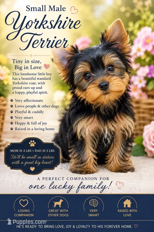 BANDIT – Yorkshire Terrier puppy for sale in North Port, FL