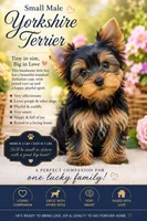 BANDIT, a male Yorkshire Terrier for sale in North Port, FL – 1 of 4