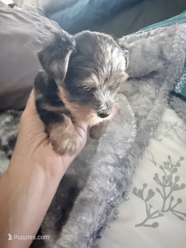 MARBLE – Yorkshire Terrier puppy for sale in North Port, FL