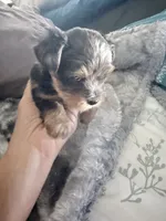 MARBLE, a male Yorkshire Terrier for sale in North Port, FL – 1 of 3