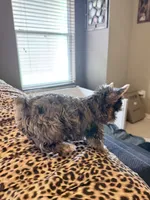 GIZMO, a male Yorkshire Terrier for sale in North Port, FL – 9 of 10