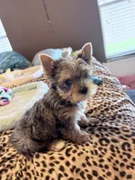 GIZMO, a male Yorkshire Terrier for sale in North Port, FL – 2 of 10