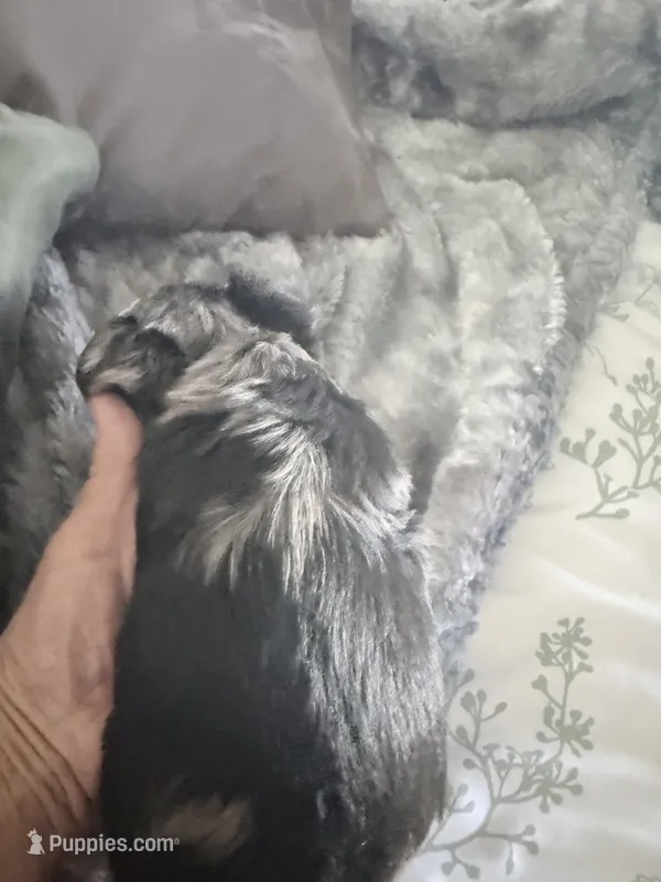 BANDIT – Yorkshire Terrier puppy for sale in North Port, FL