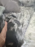 BANDIT, a male Yorkshire Terrier for sale in North Port, FL – 1 of 1