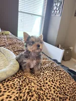 GIZMO, a male Yorkshire Terrier for sale in North Port, FL – 6 of 10