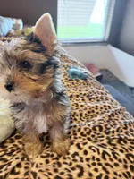 GIZMO, a male Yorkshire Terrier for sale in North Port, FL – 8 of 10