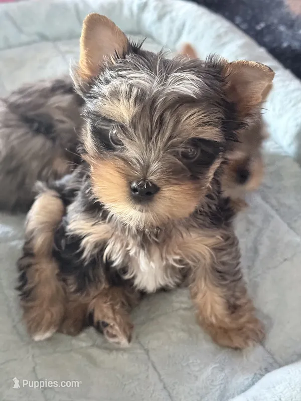 MARBLE – Yorkshire Terrier puppy for sale in North Port, FL