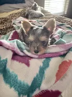 LEO, a male Yorkshire Terrier for sale in North Port, FL – 3 of 3