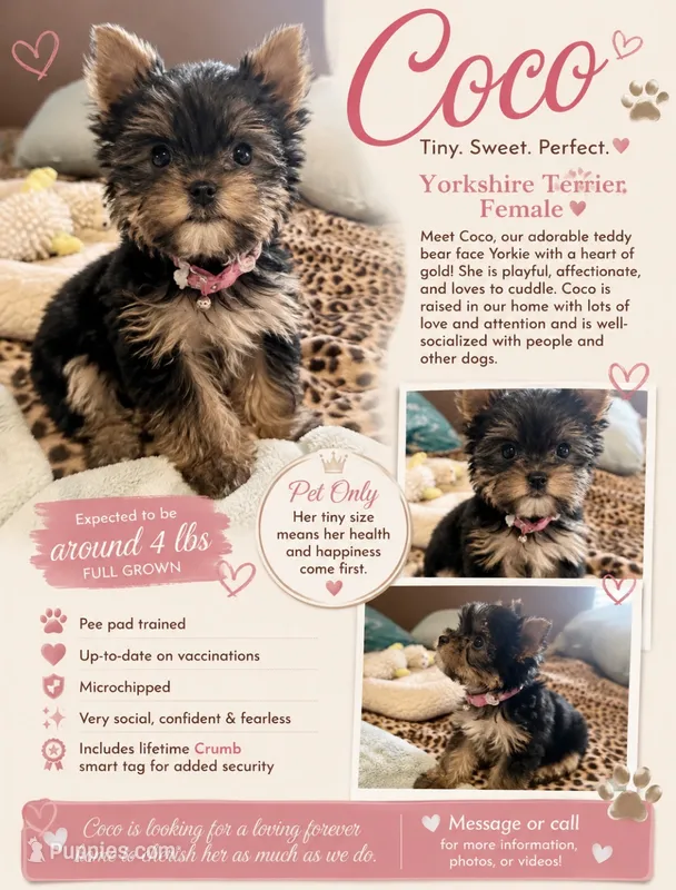 COCO – Yorkshire Terrier puppy for sale in North Port, FL
