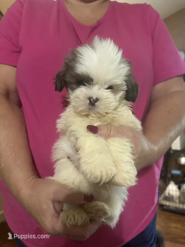 Pearl – Shih Tzu puppy for sale in Mount Vernon, IL