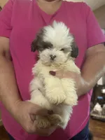 Pearl, a female Shih Tzu for sale in Mount Vernon, IL – 1 of 3