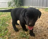 Gunner , a male Labrador Retriever for sale in Mount Vernon, IL – 1 of 1