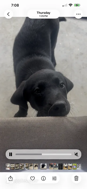 Lilly – Labrador Retriever puppy for sale in Mount Vernon, IL