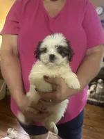 Pearl, a female Shih Tzu for sale in Mount Vernon, IL – 2 of 3