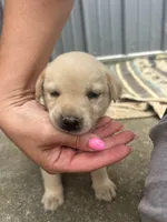 Zoey, a female Labrador Retriever for sale in Mount Vernon, IL – 2 of 2
