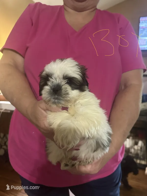 Bert – Shih Tzu puppy for sale in Mount Vernon, IL