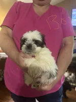 Bert, a male Shih Tzu for sale in Mount Vernon, IL – 1 of 1