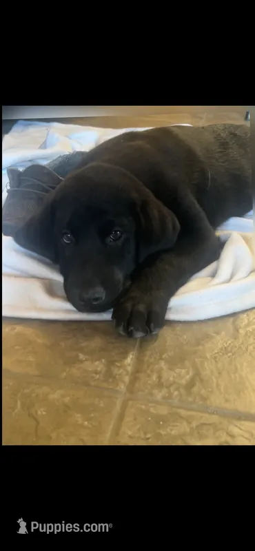 Gunner  – Labrador Retriever puppy for sale in Mount Vernon, IL