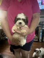 Pearl, a female Shih Tzu for sale in Mount Vernon, IL – 3 of 3