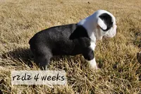 R2d2, a male Boston Terrier for sale in Genoa, NE – Photo 7 of 9