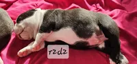 R2d2, a male Boston Terrier for sale in Genoa, NE – Photo 6 of 9