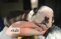 R2d2, a male Boston Terrier for sale in Genoa, NE – Photo 2 of 9