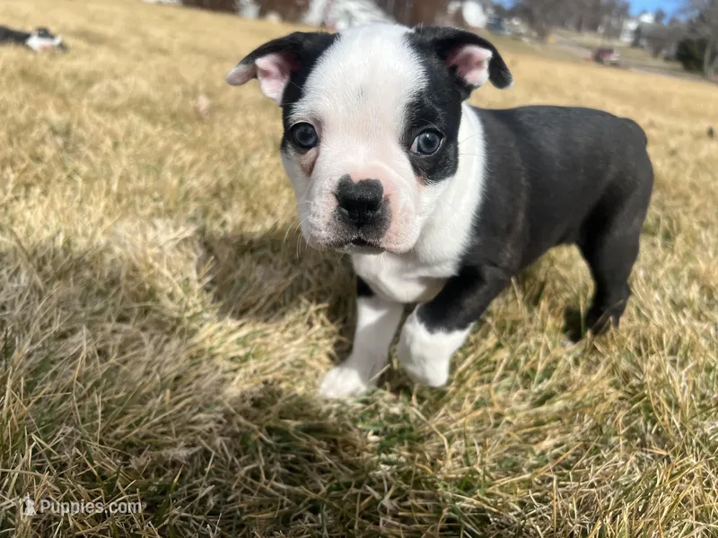 R2d2 – Boston Terrier puppy for sale in Genoa, NE