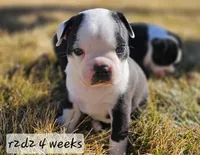 R2d2, a male Boston Terrier for sale in Genoa, NE – Photo 1 of 9