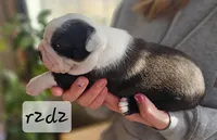 R2d2, a male Boston Terrier for sale in Genoa, NE – Photo 3 of 9