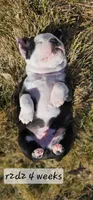 R2d2, a male Boston Terrier for sale in Genoa, NE – Photo 9 of 9