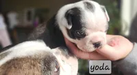 Yoda , a male Boston Terrier for sale in Genoa, NE – Photo 4 of 6
