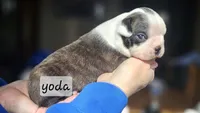 Yoda , a male Boston Terrier for sale in Genoa, NE – Photo 1 of 6
