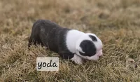 Yoda , a male Boston Terrier for sale in Genoa, NE – Photo 3 of 6