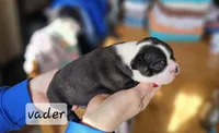Vader, a male Boston Terrier for sale in Genoa, NE – Photo 7 of 10