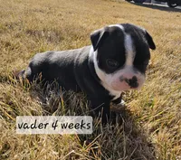 Vader, a male Boston Terrier for sale in Genoa, NE – Photo 2 of 10