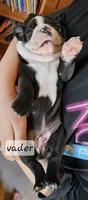 Vader, a male Boston Terrier for sale in Genoa, NE – Photo 8 of 10
