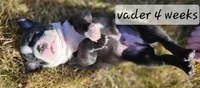 Vader, a male Boston Terrier for sale in Genoa, NE – Photo 10 of 10