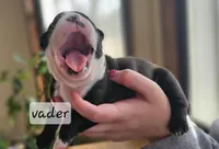 Vader, a male Boston Terrier for sale in Genoa, NE – Photo 4 of 10