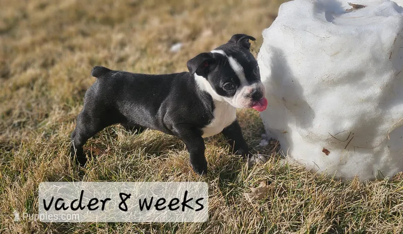 Vader – Boston Terrier puppy for sale in Genoa, NE