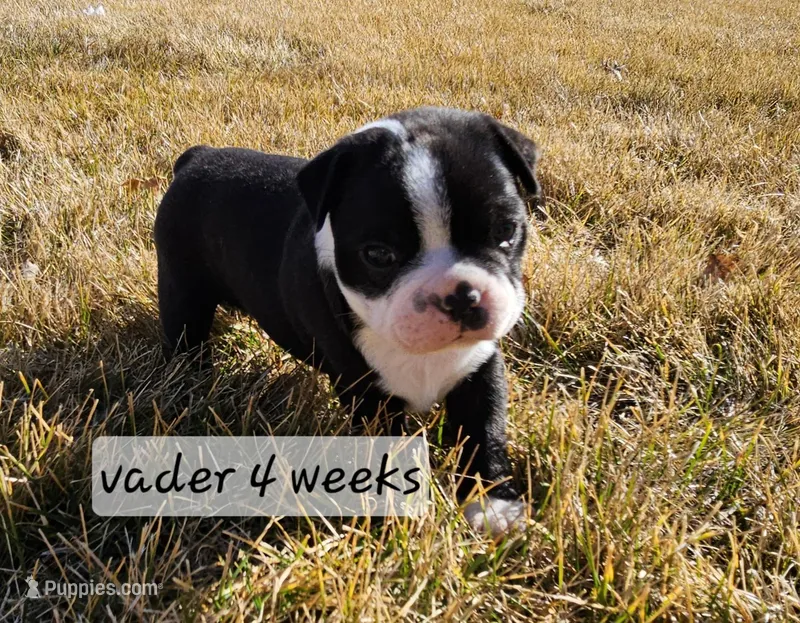 Vader