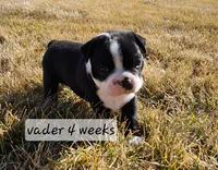 Vader, a male Boston Terrier for sale in Genoa, NE – Photo 1 of 10