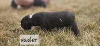 Vader, a male Boston Terrier for sale in Genoa, NE – Photo 5 of 10