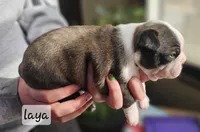 Laya, a female Boston Terrier for sale in Genoa, NE – Photo 7 of 9